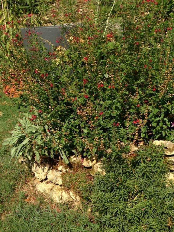 Les Camelias Bed & Breakfast Lalinde Екстериор снимка